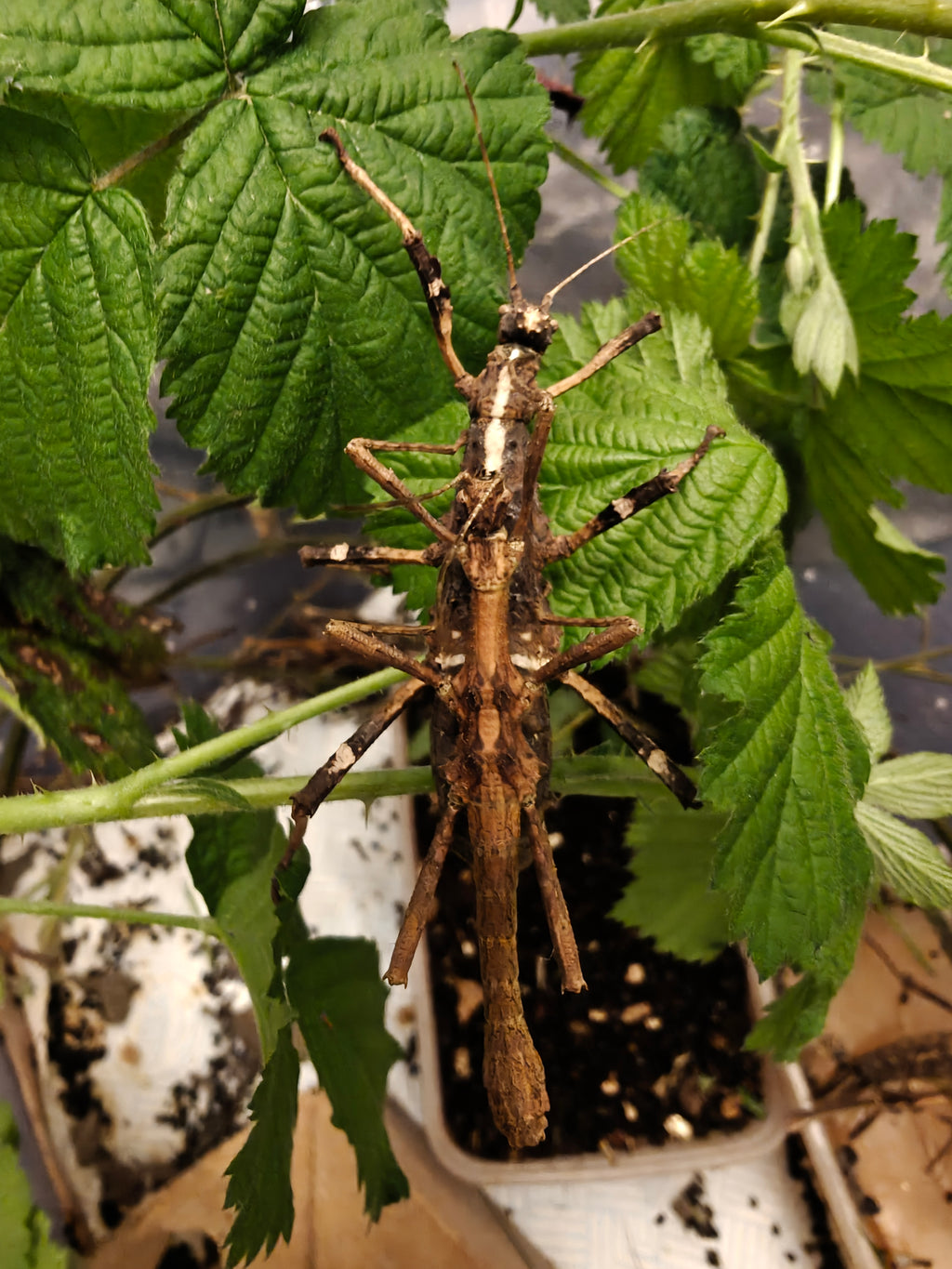 4 Sunny Stick Insects, babies, Sungaya Aeta