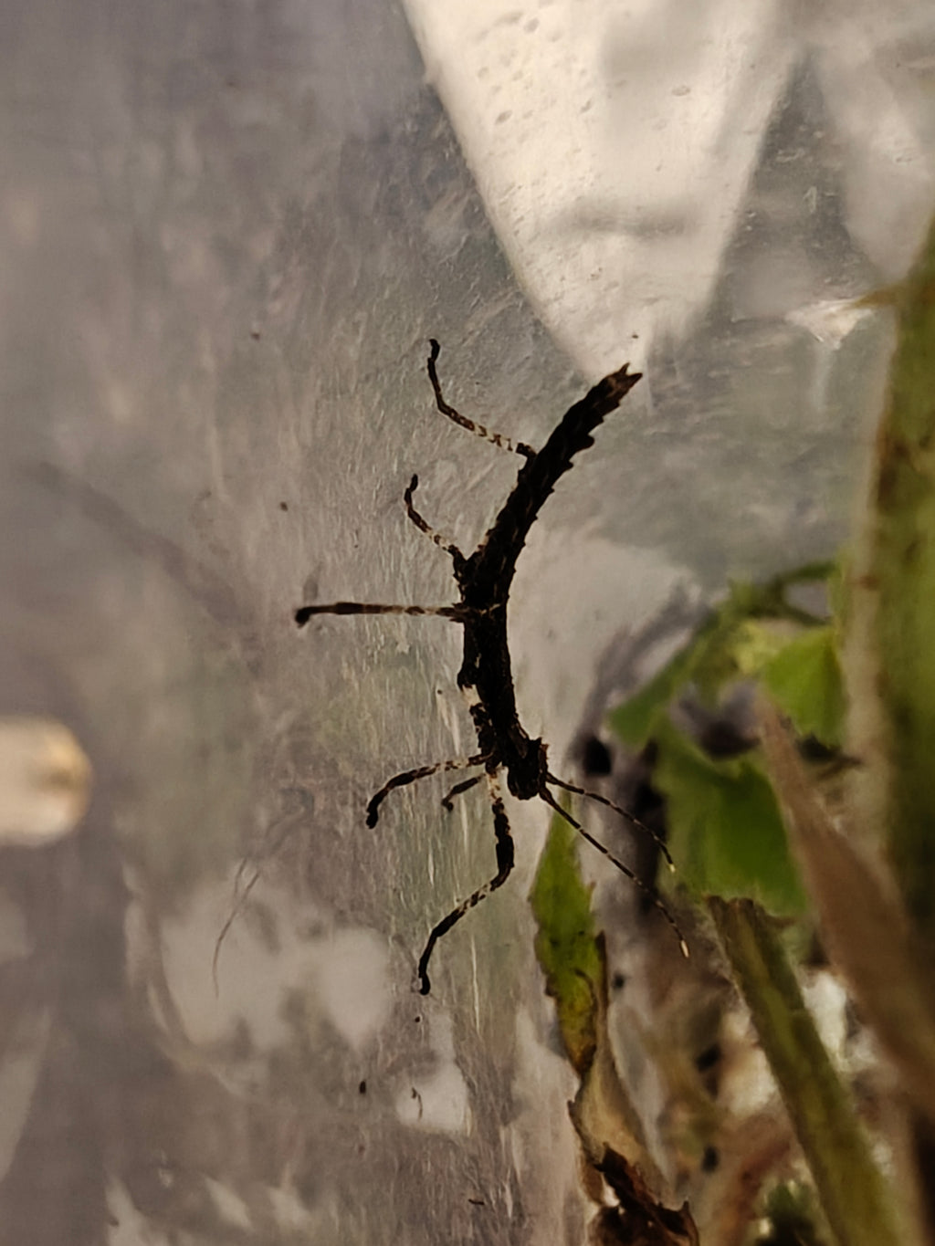 4 Sunny Stick Insects, babies, Sungaya Aeta