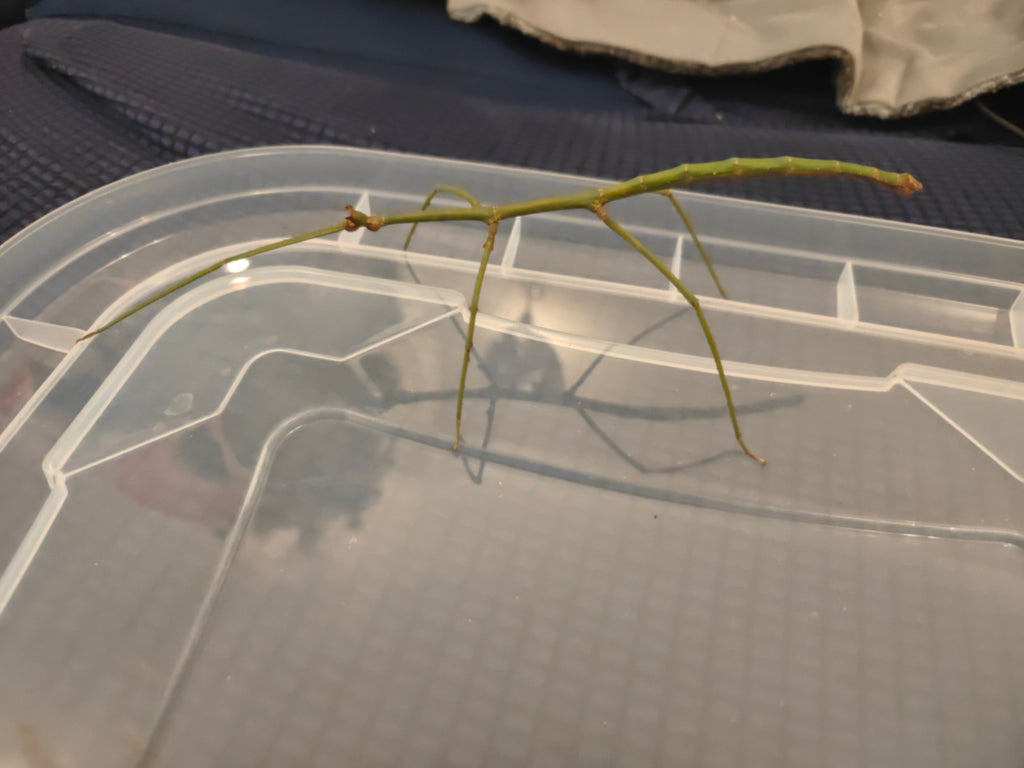 Blue Stick Insects - Ramulus Nematodes - easy care