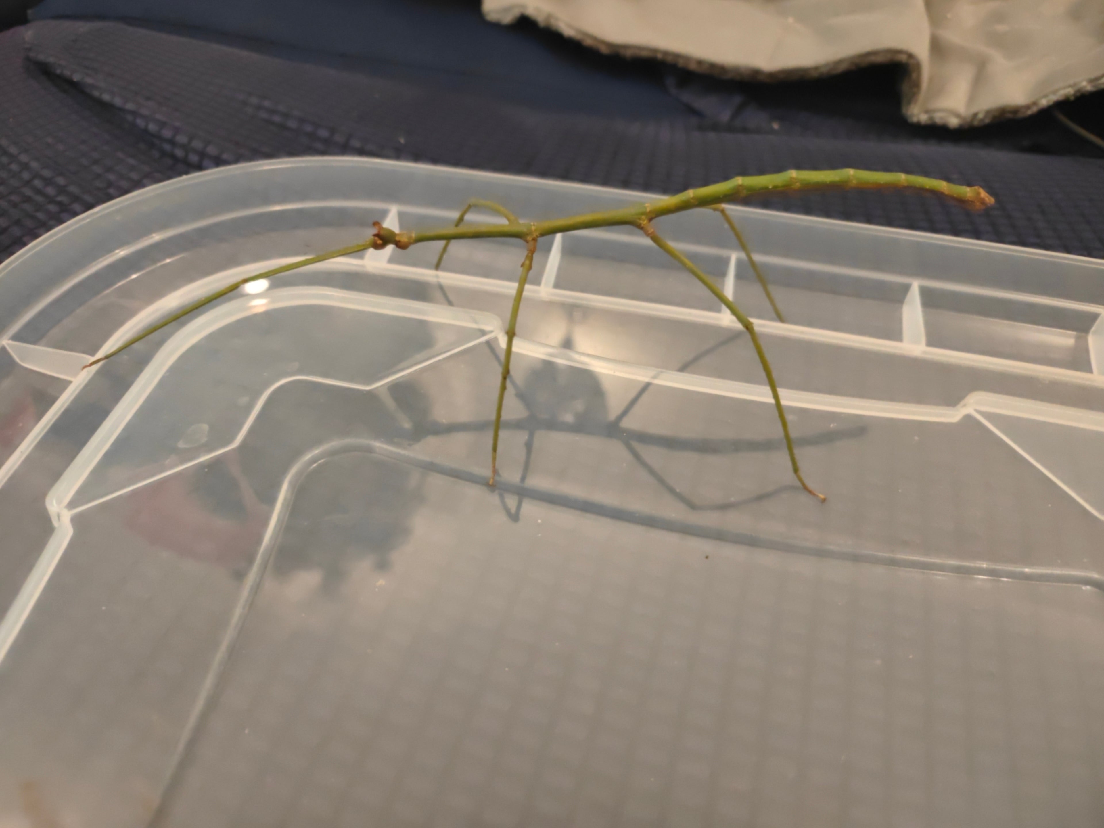 Blue Stick Insects - Ramulus Nematodes - easy care