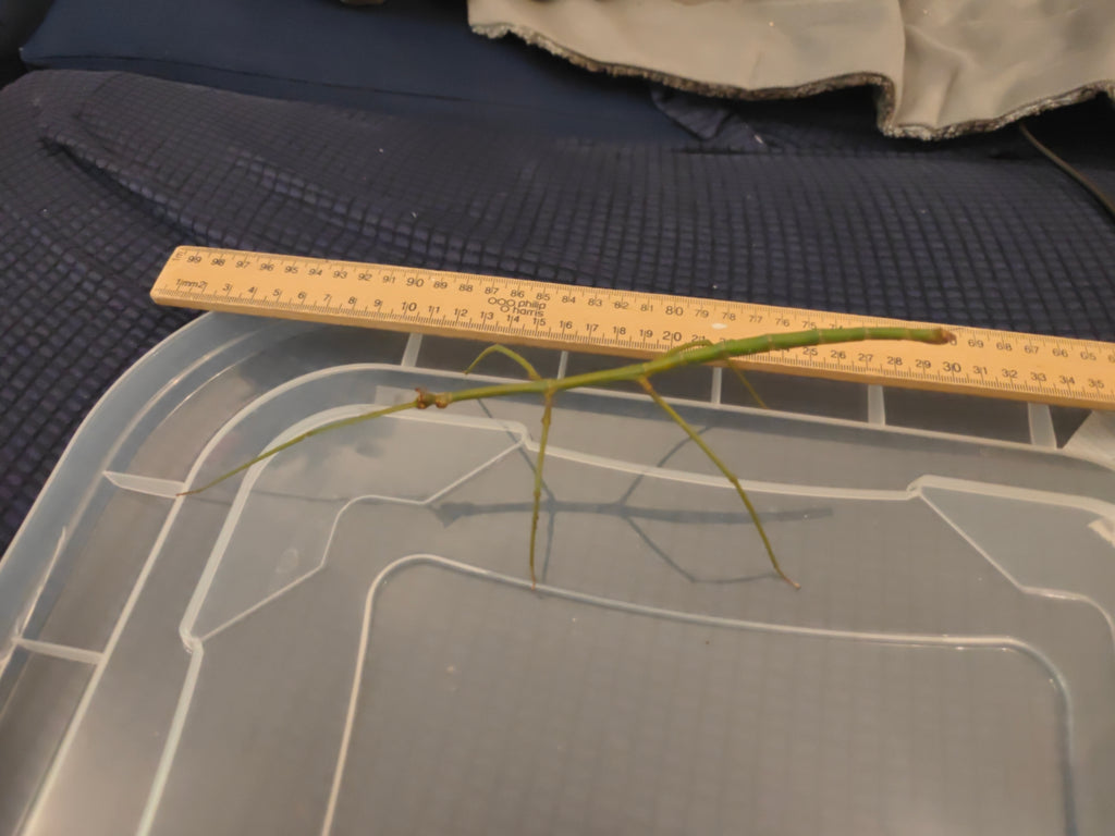 Blue Stick Insects - Ramulus Nematodes - easy care