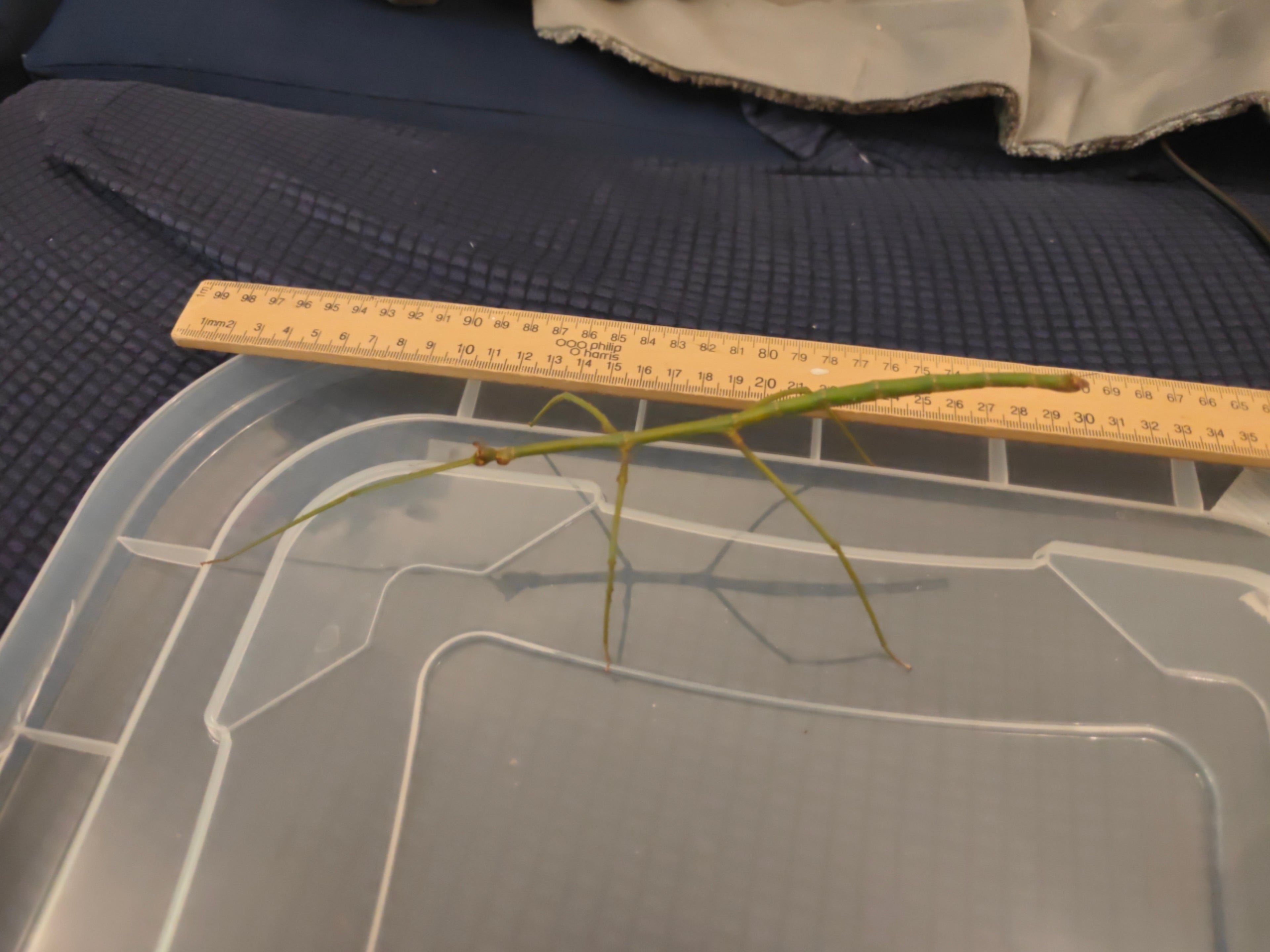 Blue Stick Insects - Ramulus Nematodes - easy care
