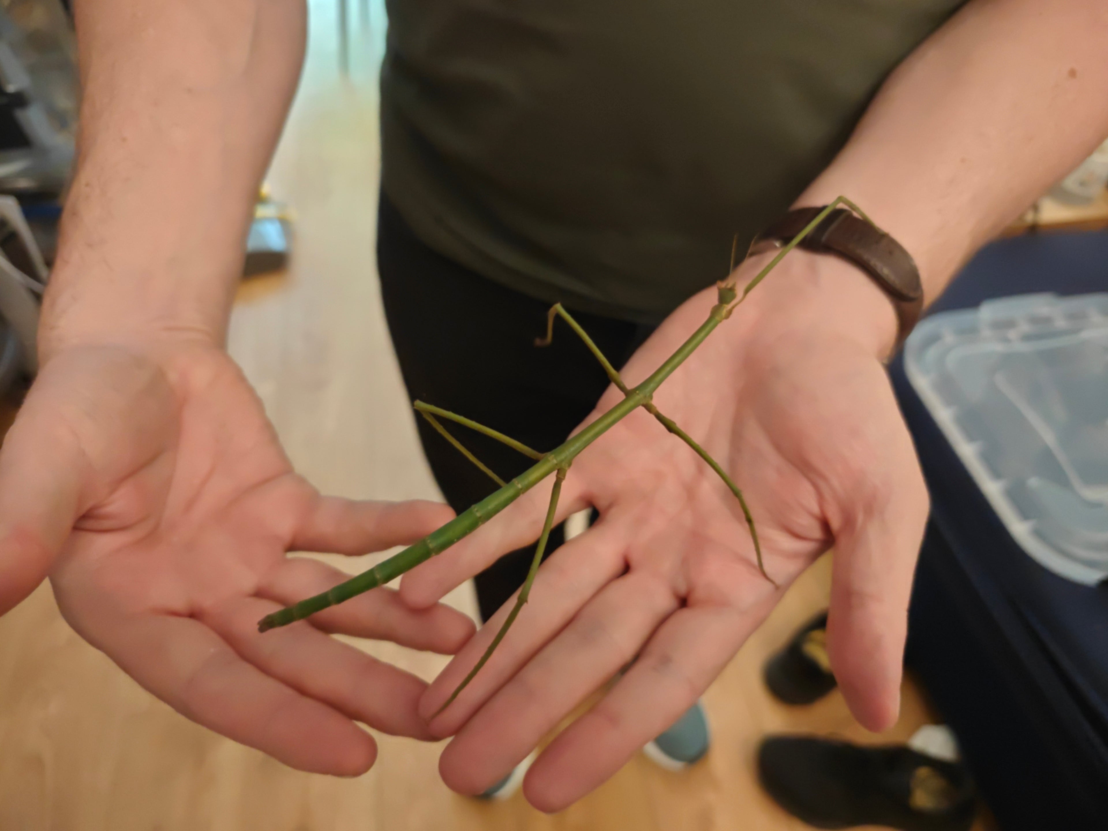 Blue Stick Insects - Ramulus Nematodes - easy care
