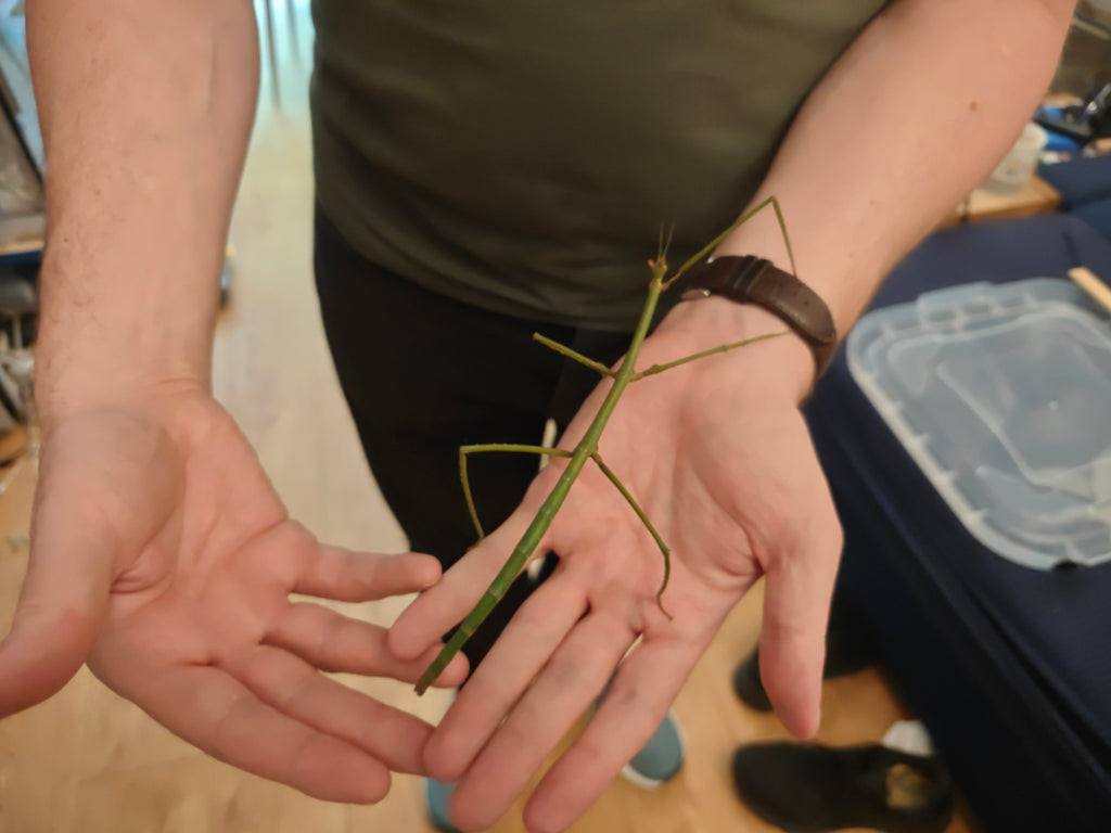 Blue Stick Insects - Ramulus Nematodes - easy care