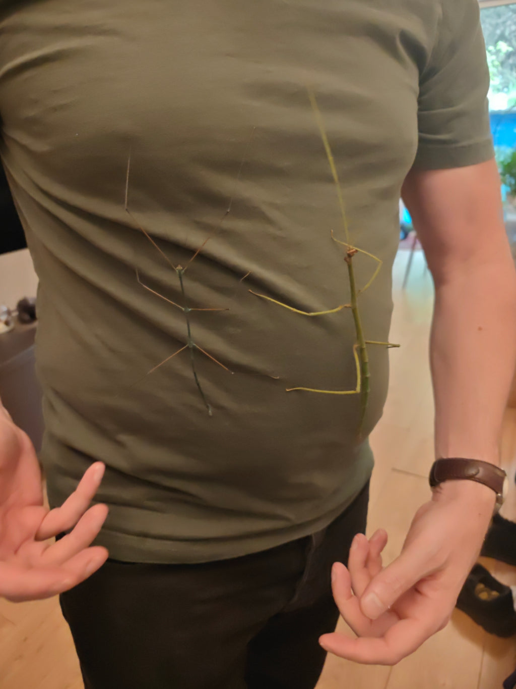 Blue Stick Insects - Ramulus Nematodes - easy care