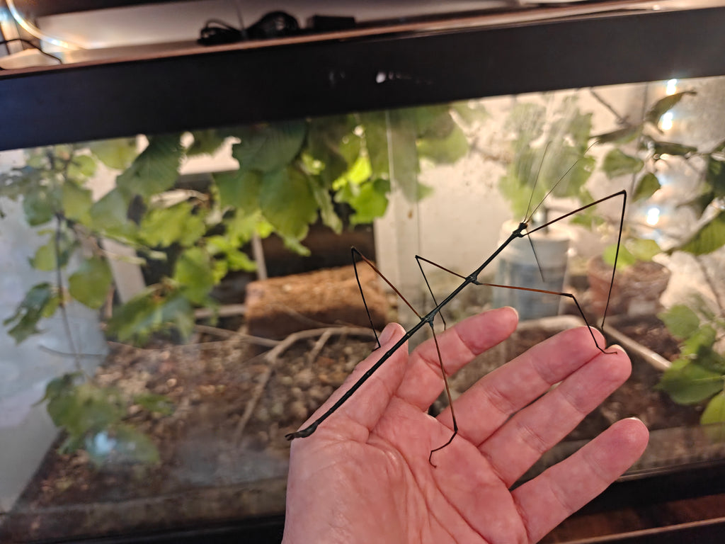 Blue Stick Insects - Ramulus Nematodes - easy care