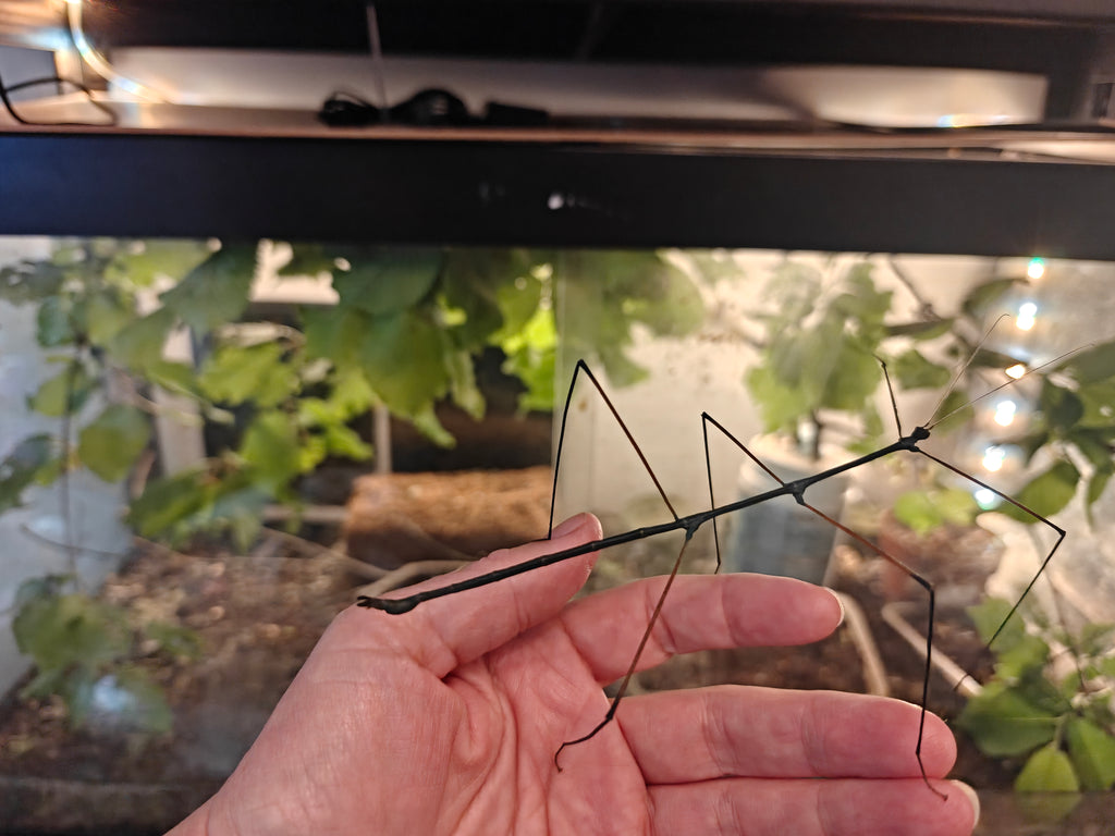 Blue Stick Insects - Ramulus Nematodes - easy care