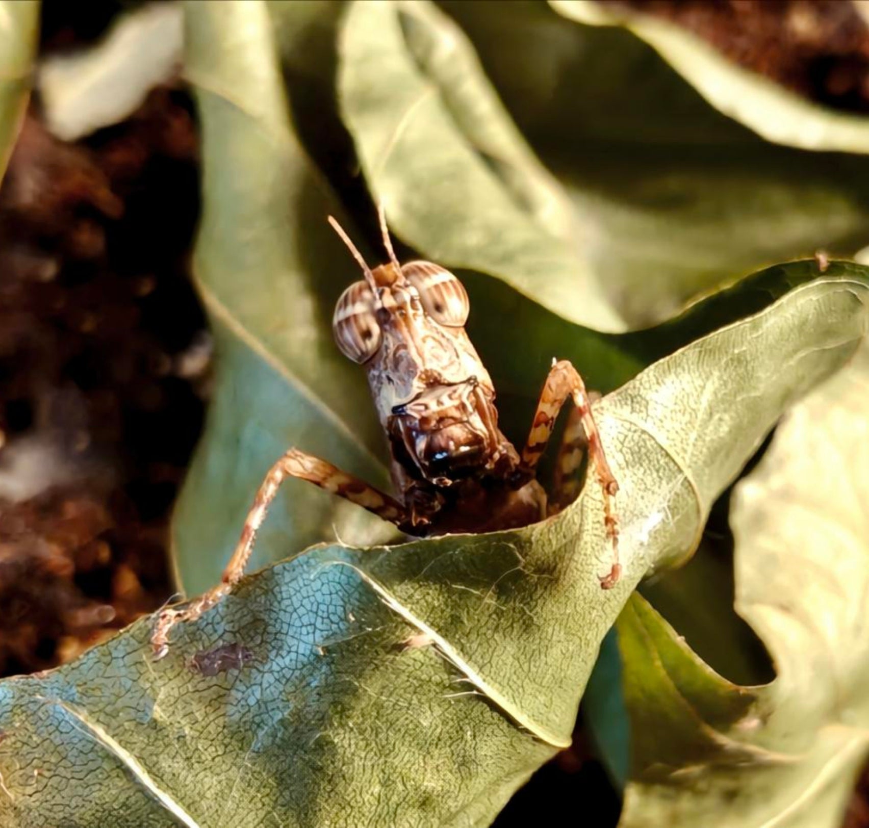 Monkey GrassHopper box of 4 babies - Green Streak (Erucius bifasciatus)