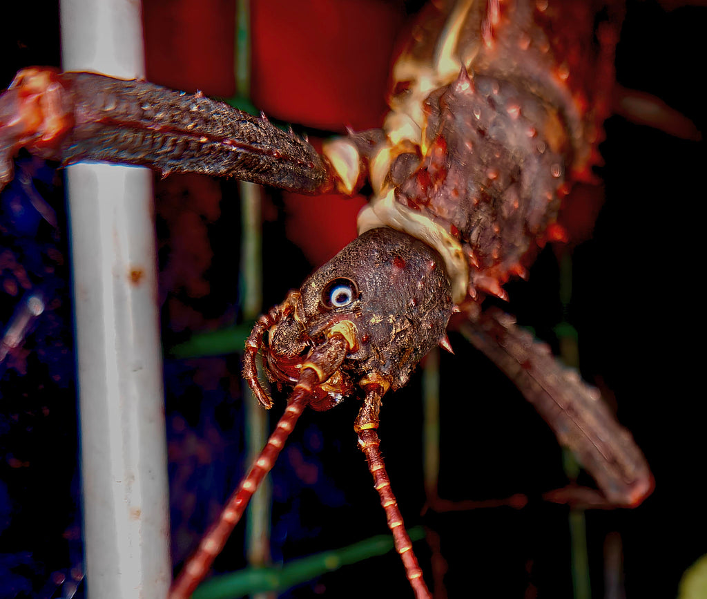 Pair slightly older thorny devil stick insects & free babies (Eurycantha Horrida popondetta)