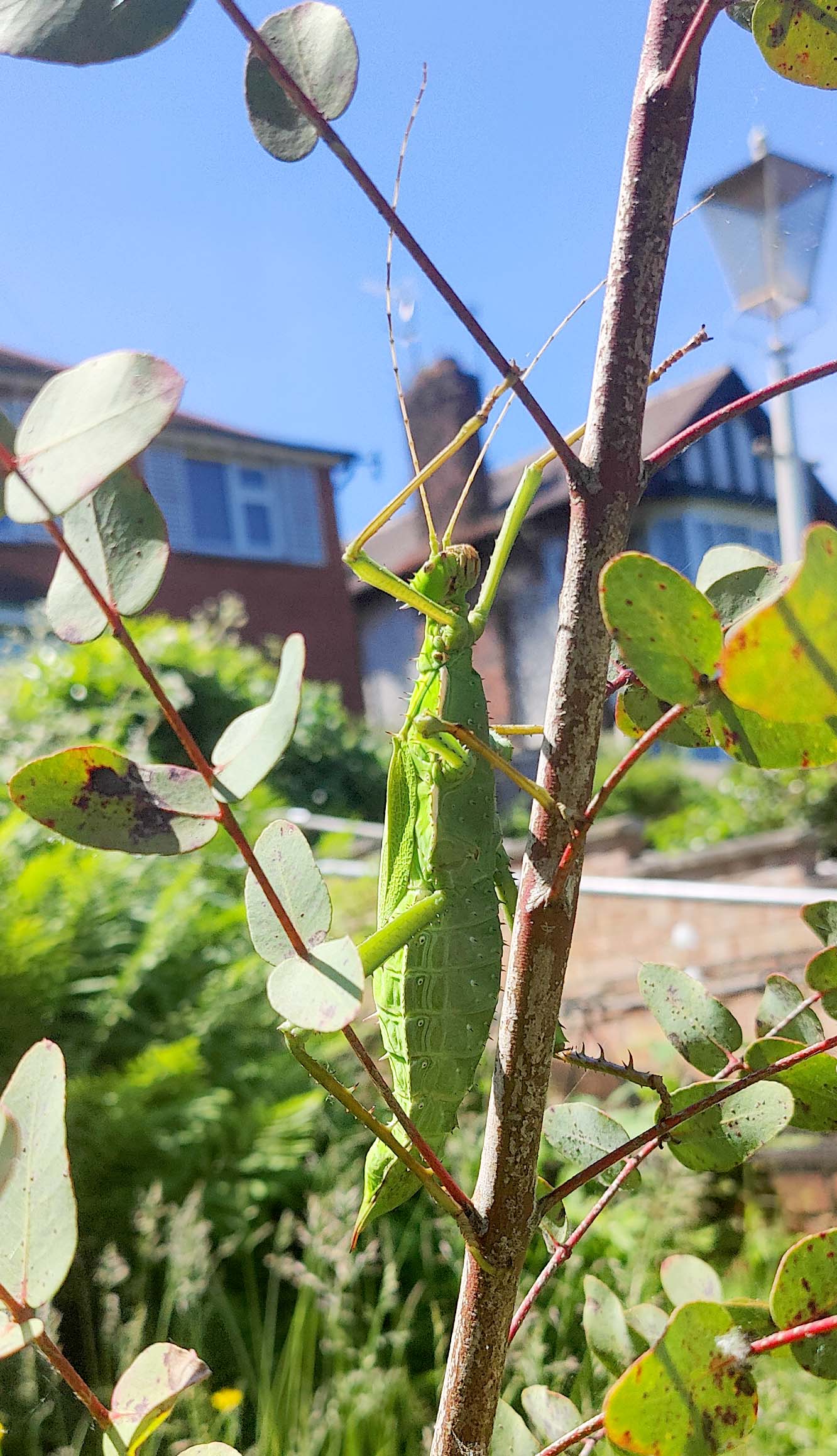 Heteropteryx Dilatata - box of three sexed pairs (+ free pair) - Jungle Nymph giant stick Insects