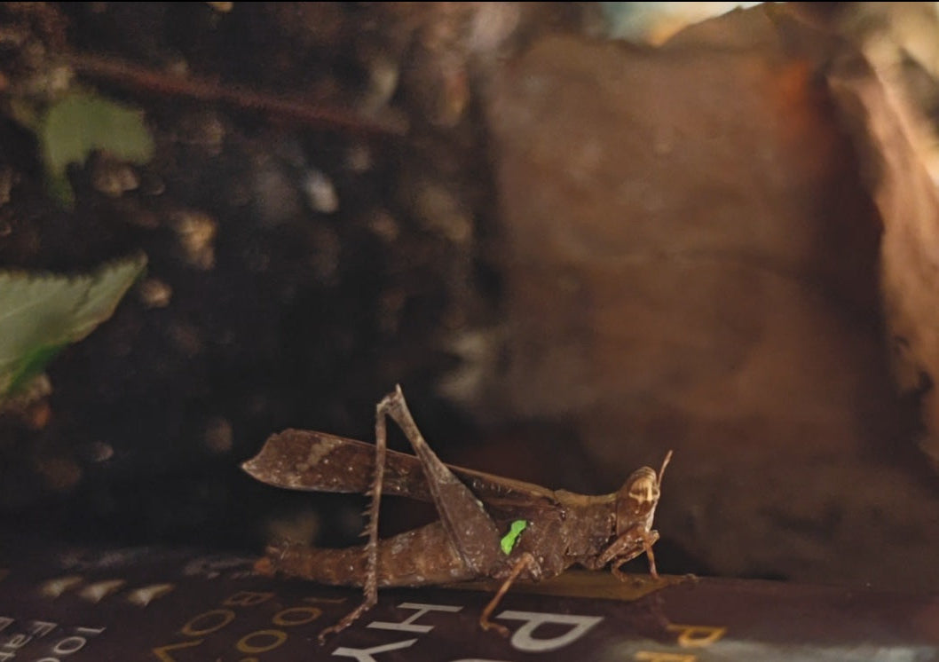 4 Monkey GrassHoppers (+2 free) babies - Green Streak (Erucius bifasciatus)