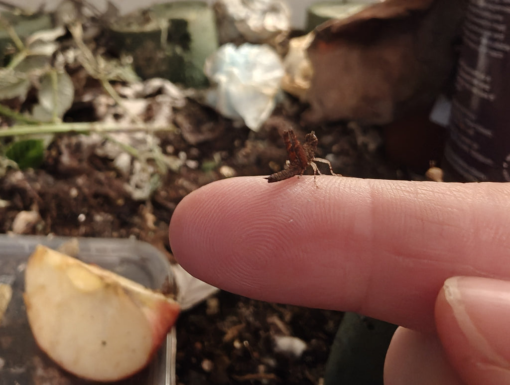 4 Monkey GrassHoppers (+2 free) young - Green Streak (Erucius bifasciatus)
