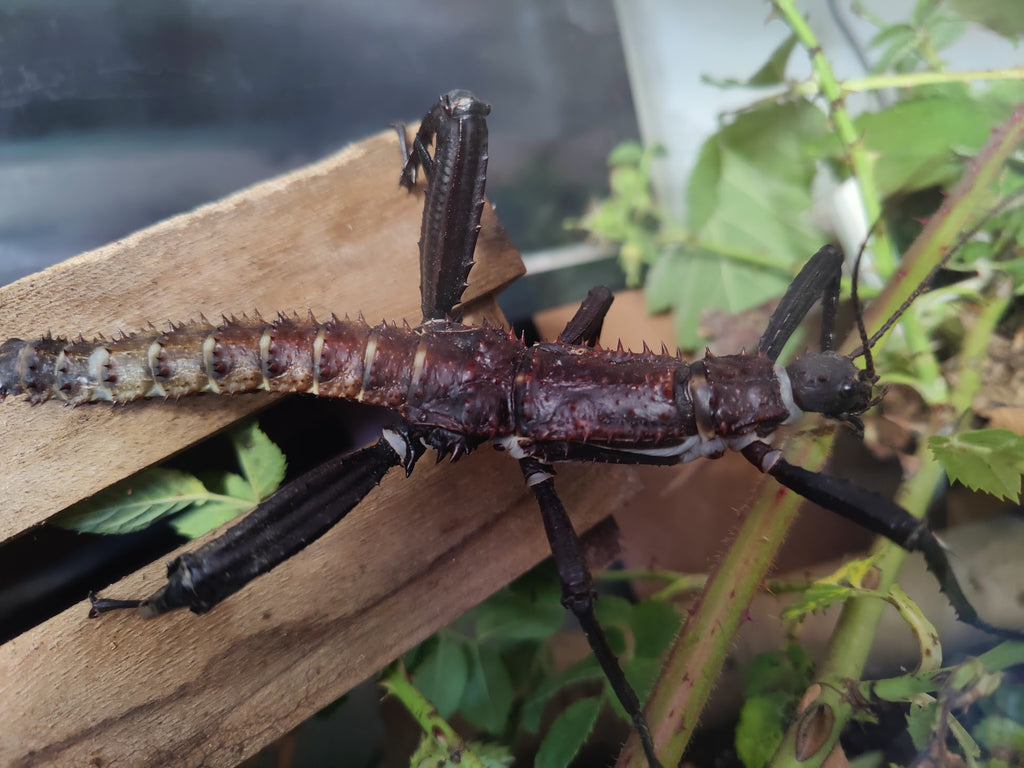 Pair slightly older thorny devil stick insects & free babies (Eurycantha Horrida popondetta)