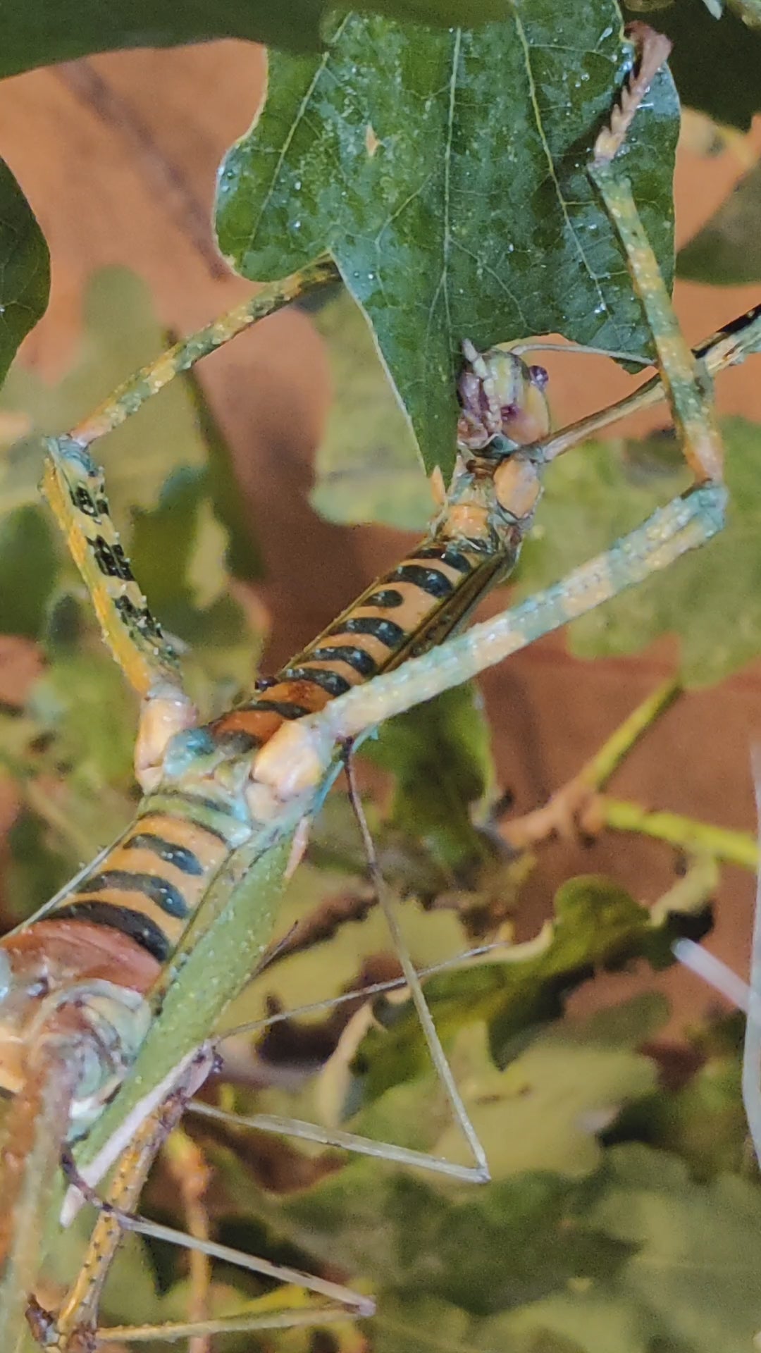 8 live Eurycnema Versirubra - Timor  Huge stick insects (UK bred) hatchlings. Feed oak