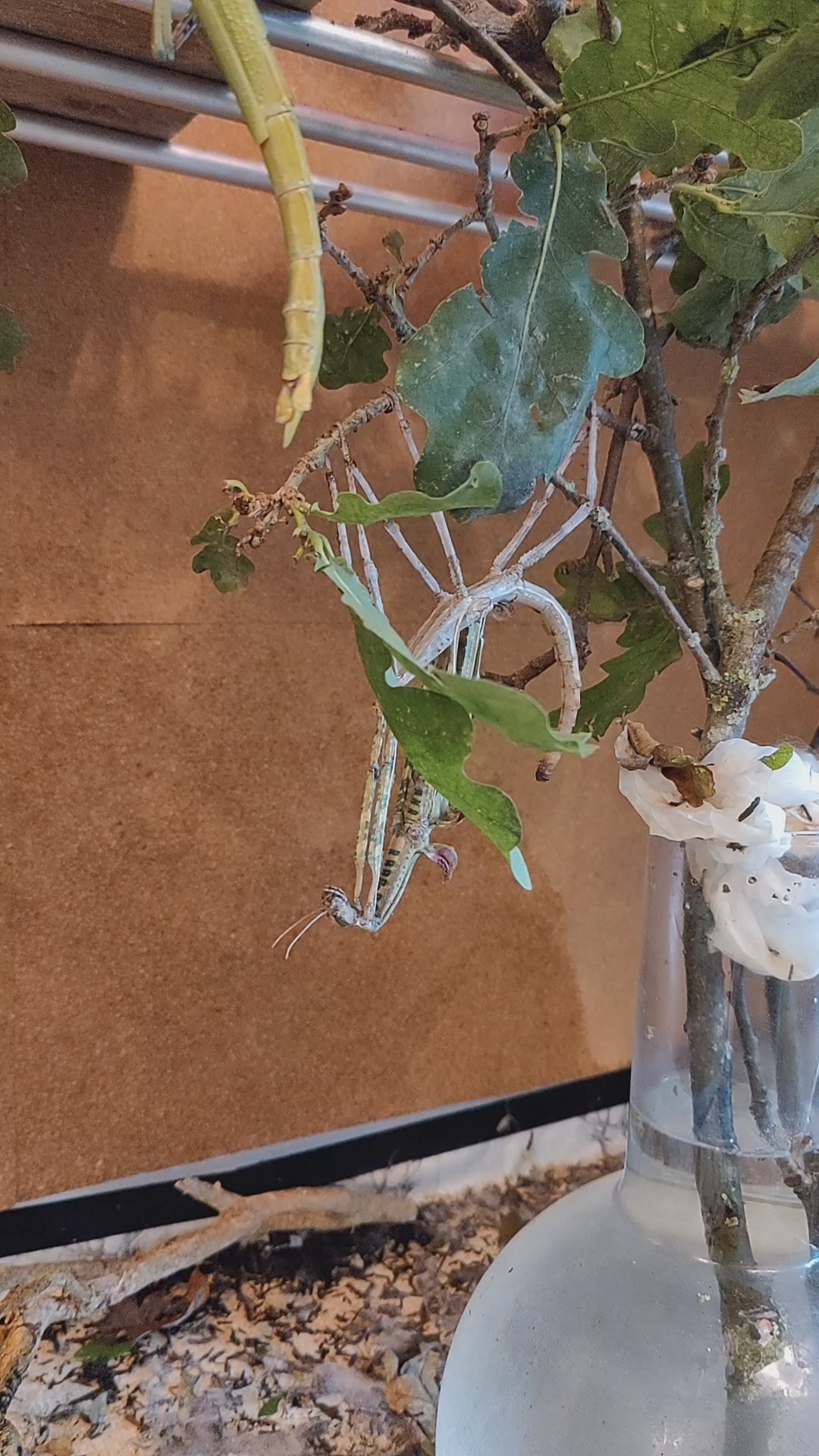 8 live Eurycnema Versirubra - Timor  Huge stick insects (UK bred) hatchlings. Feed oak