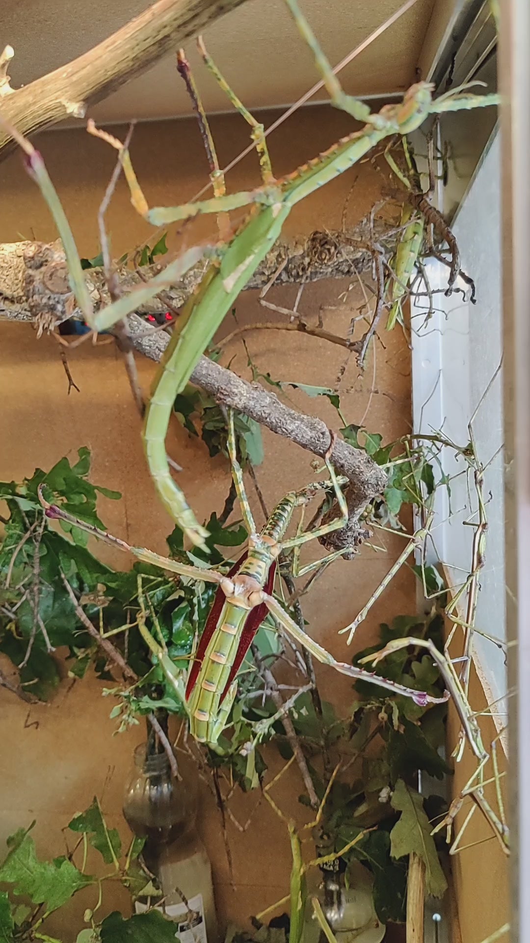 8 live Eurycnema Versirubra - Timor  Huge stick insects (UK bred) hatchlings. Feed oak