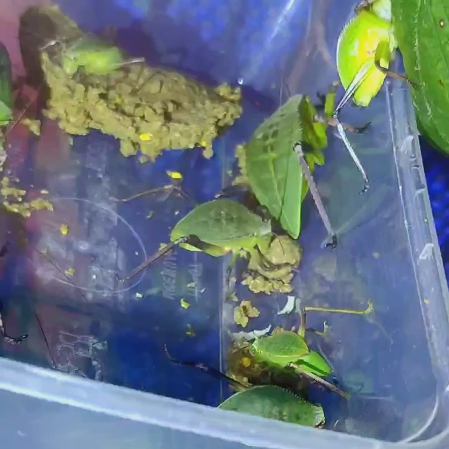 Secret Grandis Katydid Power Food 75 grams
