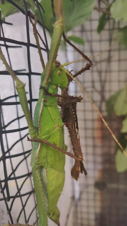 Heteropteryx Dilatata - box of two pairs of hatchlings -  Jungle Nymph Stick Insects