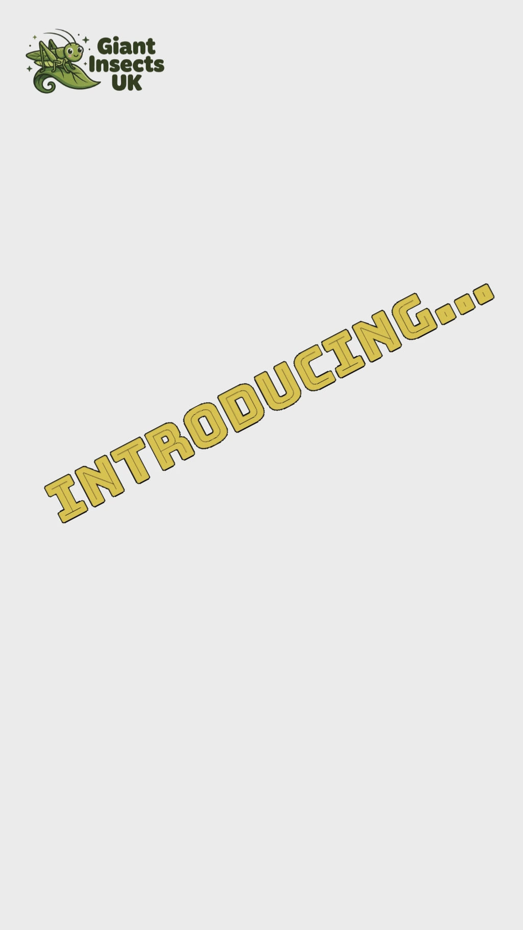 4 Monkey GrassHoppers (+2 free) young - Green Streak (Erucius bifasciatus)