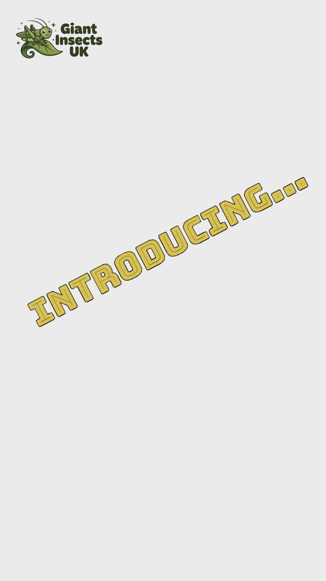 4 Monkey GrassHoppers (+2 free) babies - Green Streak (Erucius bifasciatus)