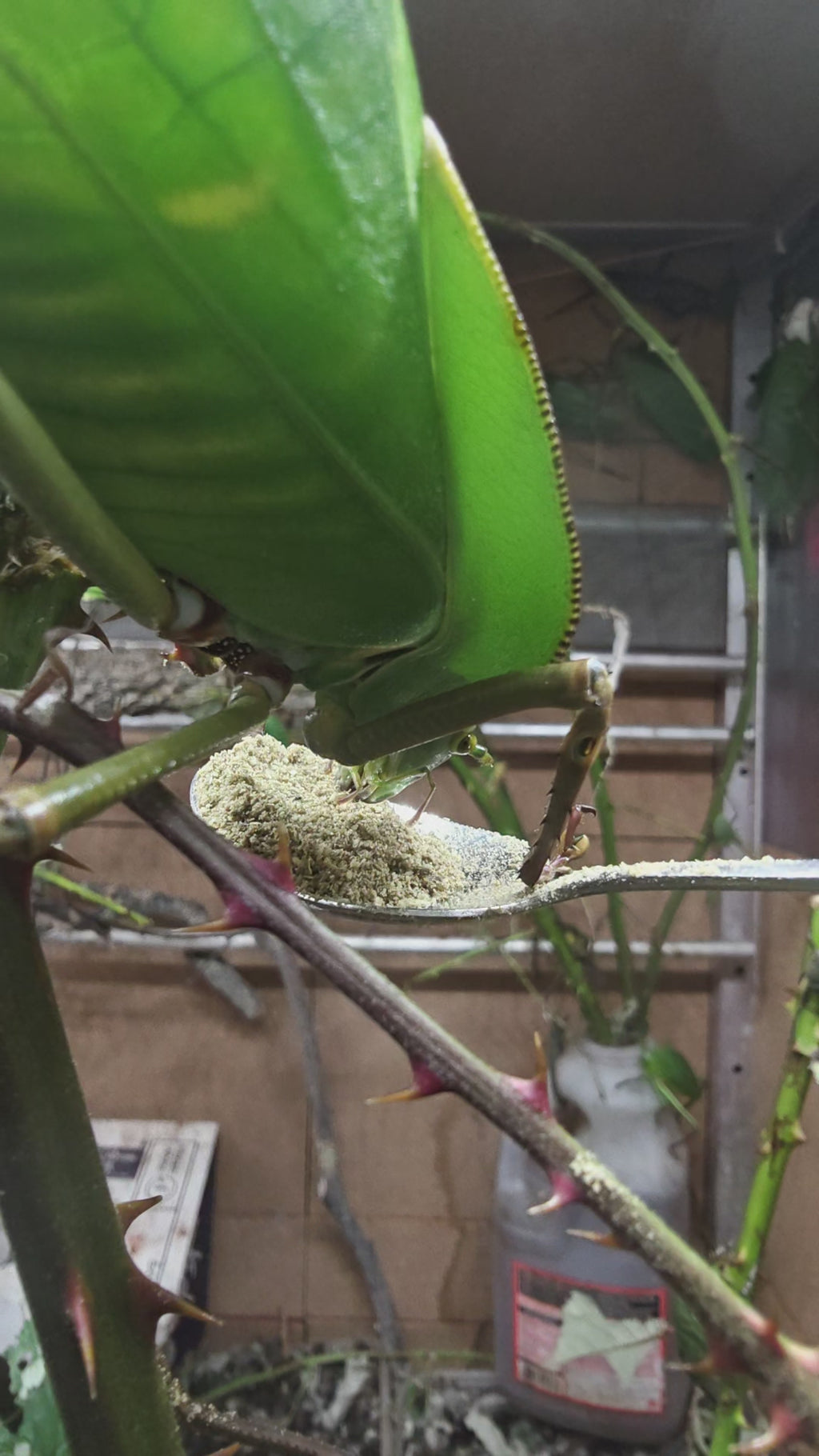 Secret Grandis Katydid Power Food Apple Flavour 75 grams