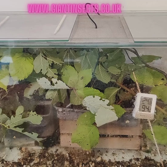 Giant hooded katydid hatchery, how to care for baby siliquofera grandis