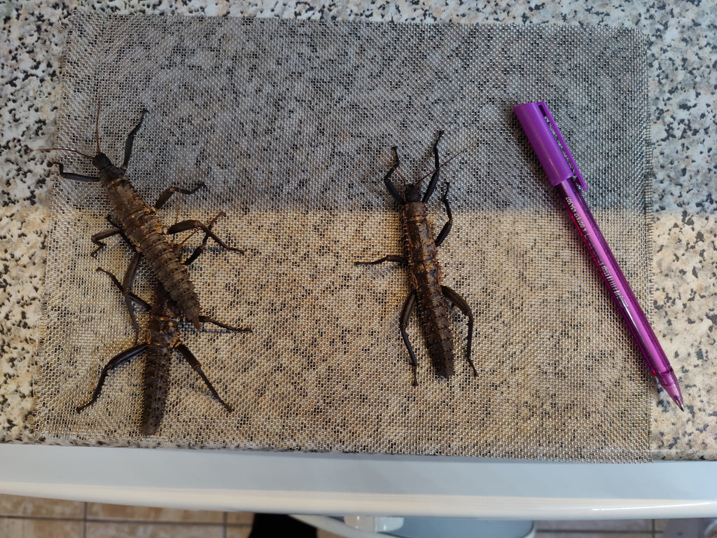 Pair older thorny devil stick insects (Eurycantha Horrida popondetta)