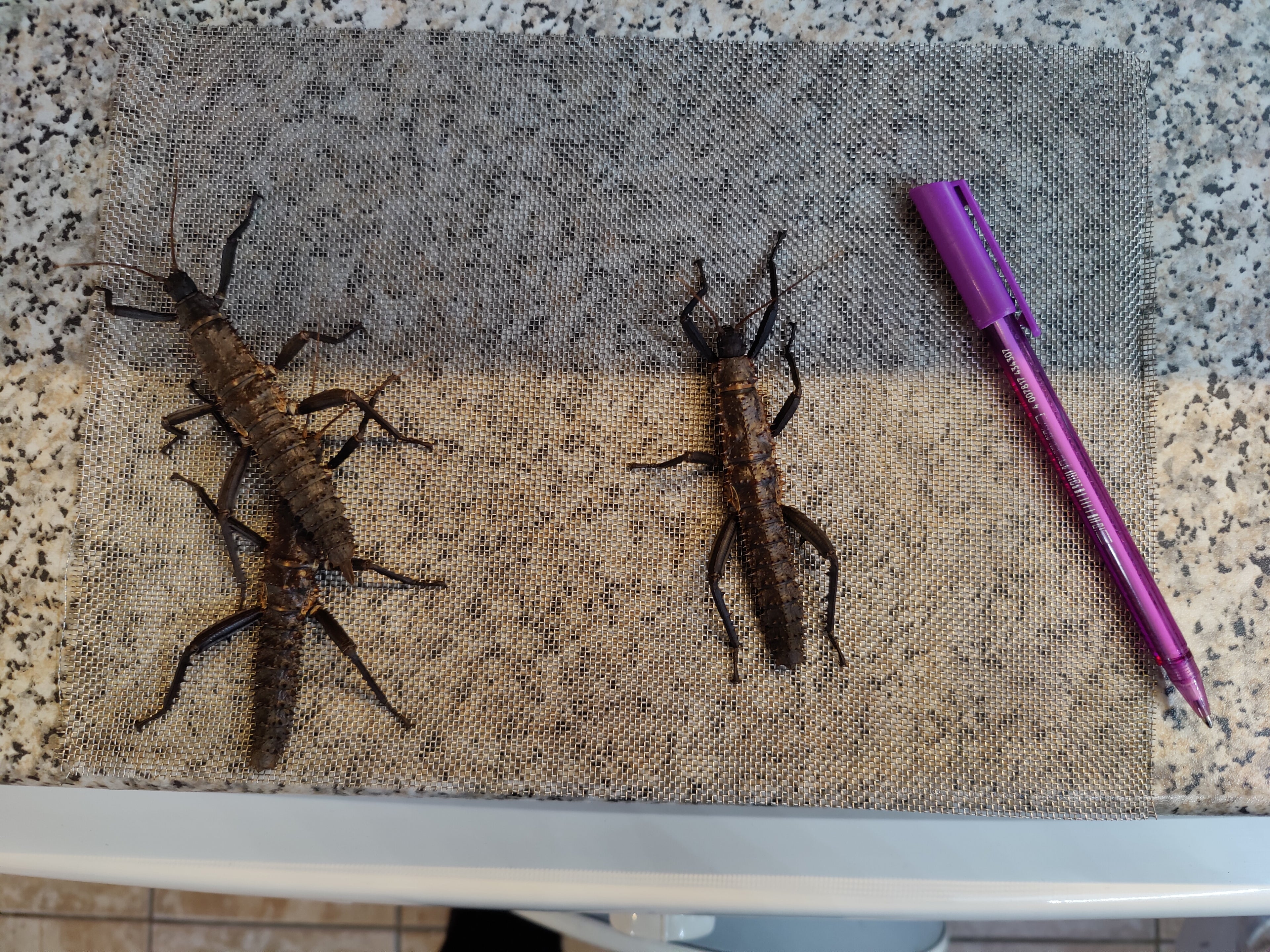 Pair older thorny devil stick insects & free babies (Eurycantha Horrida popondetta)
