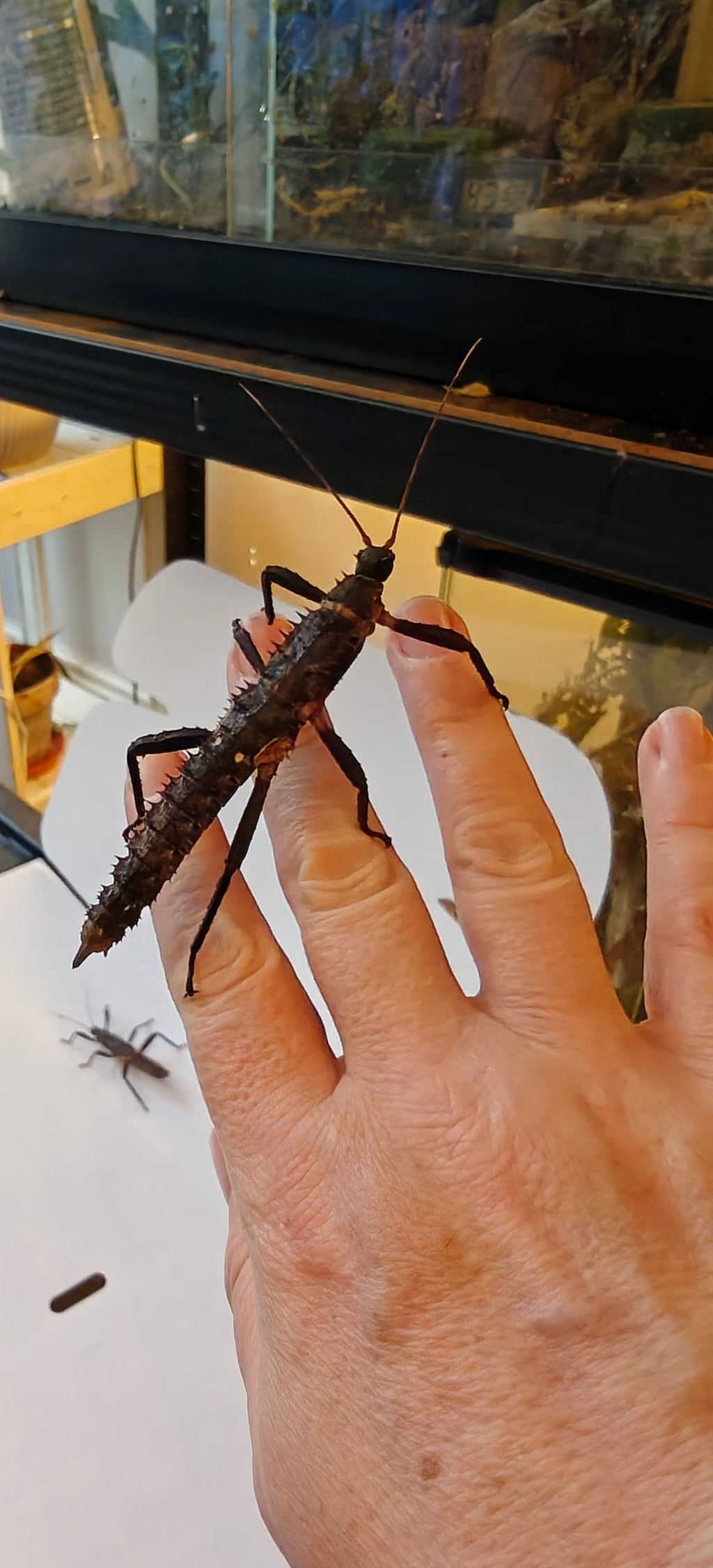 Pair slightly older thorny devil stick insects & free babies (Eurycantha Horrida popondetta)