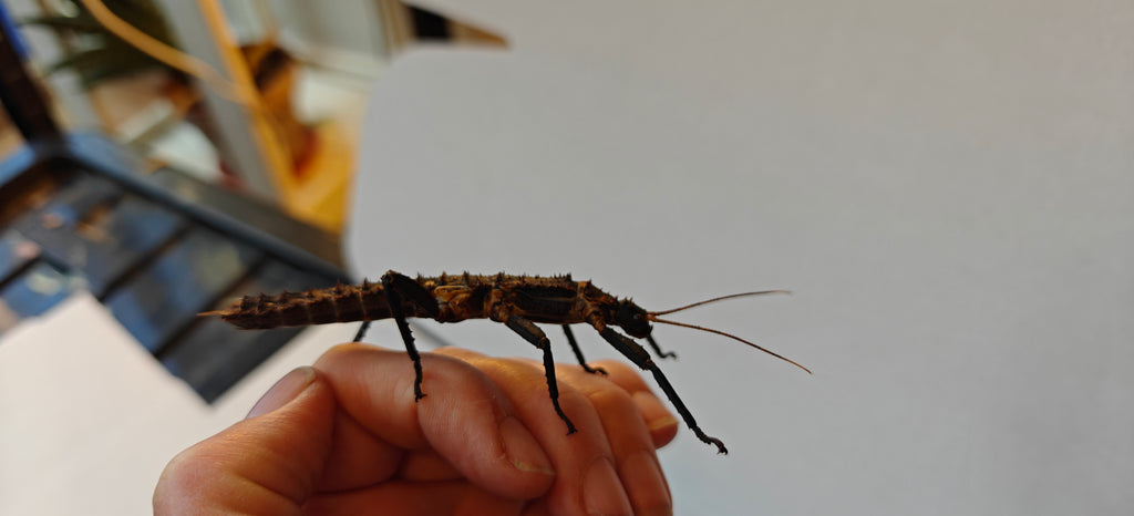 Pair slightly older thorny devil stick insects & free babies (Eurycantha Horrida popondetta)