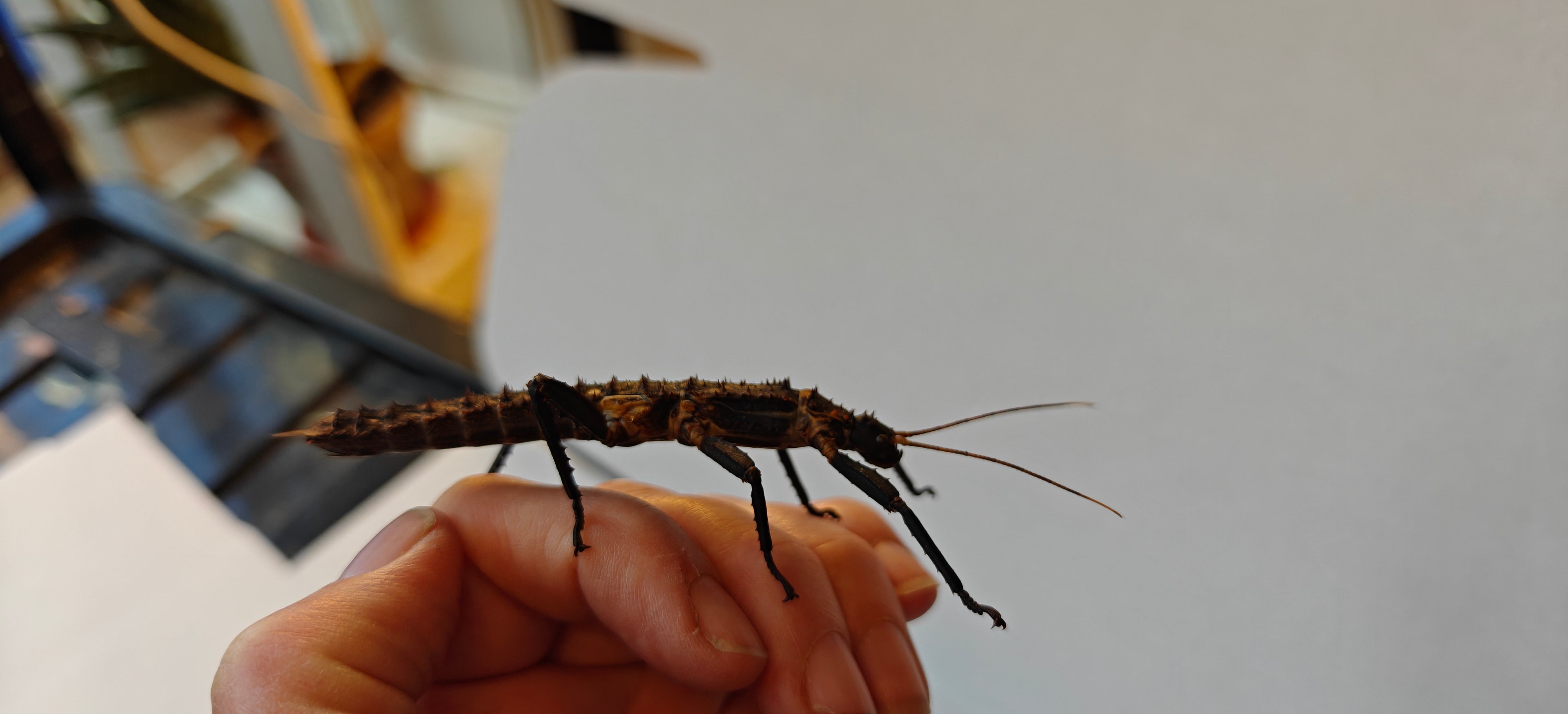 Pair slightly older thorny devil stick insects & free babies (Eurycantha Horrida popondetta)