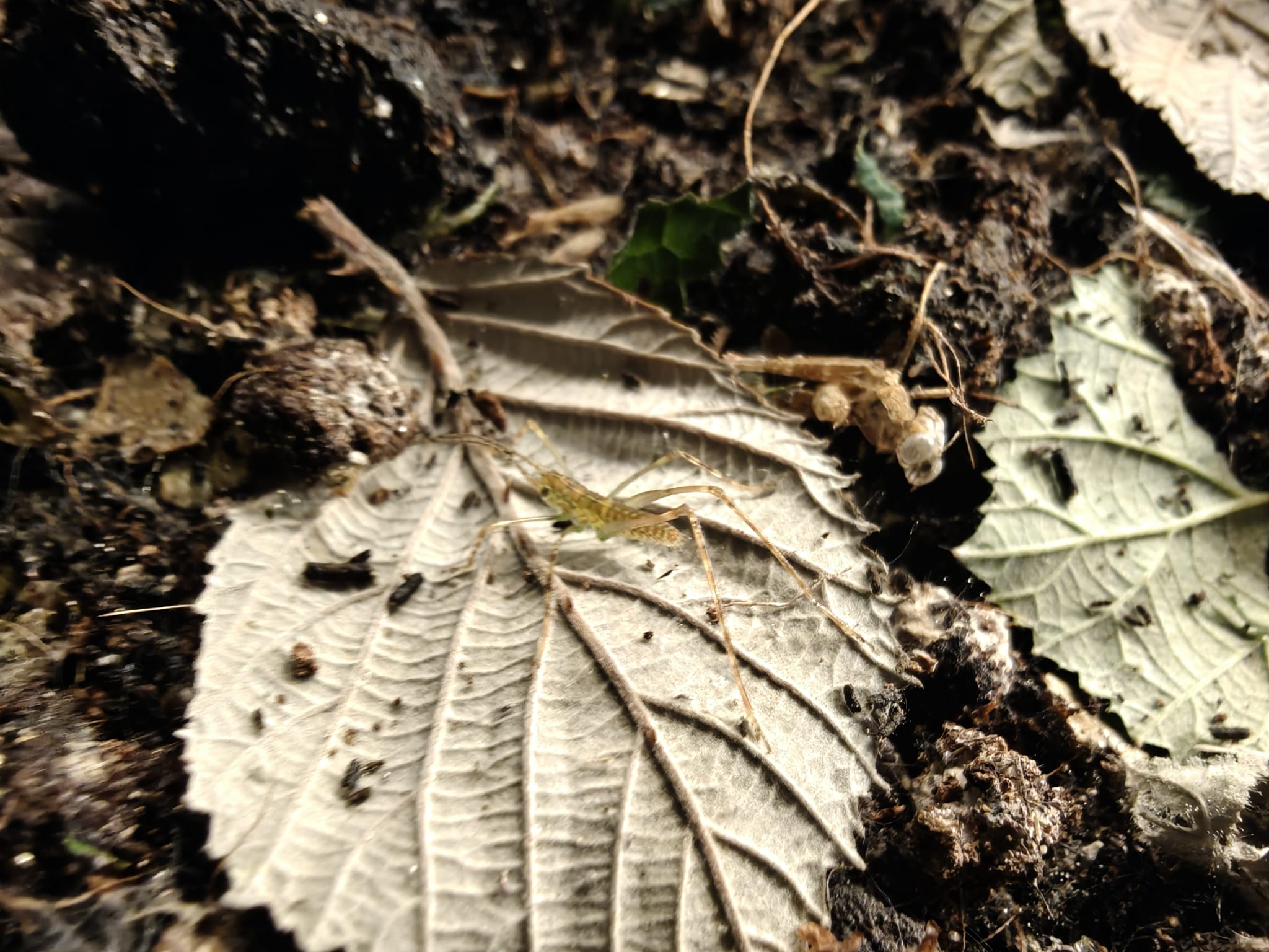 Macrochiton pallidespinosus katydids (X2) from South America