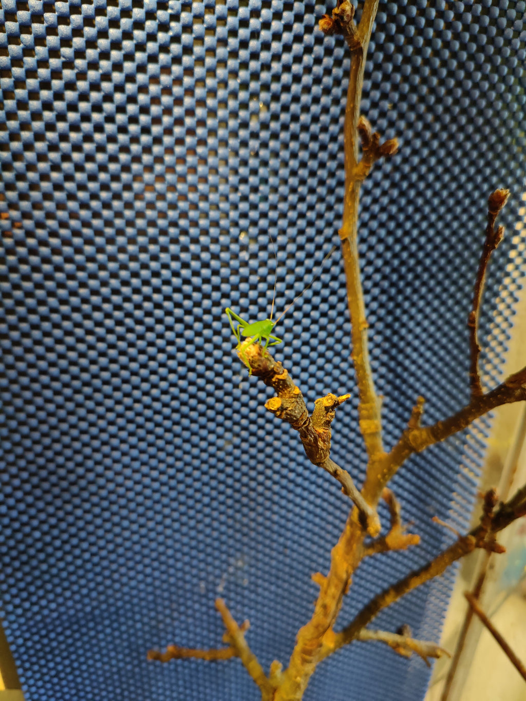 8 Siliquofera Grandis - Giant Hooded Katydids - bargain box of 8 very young ones