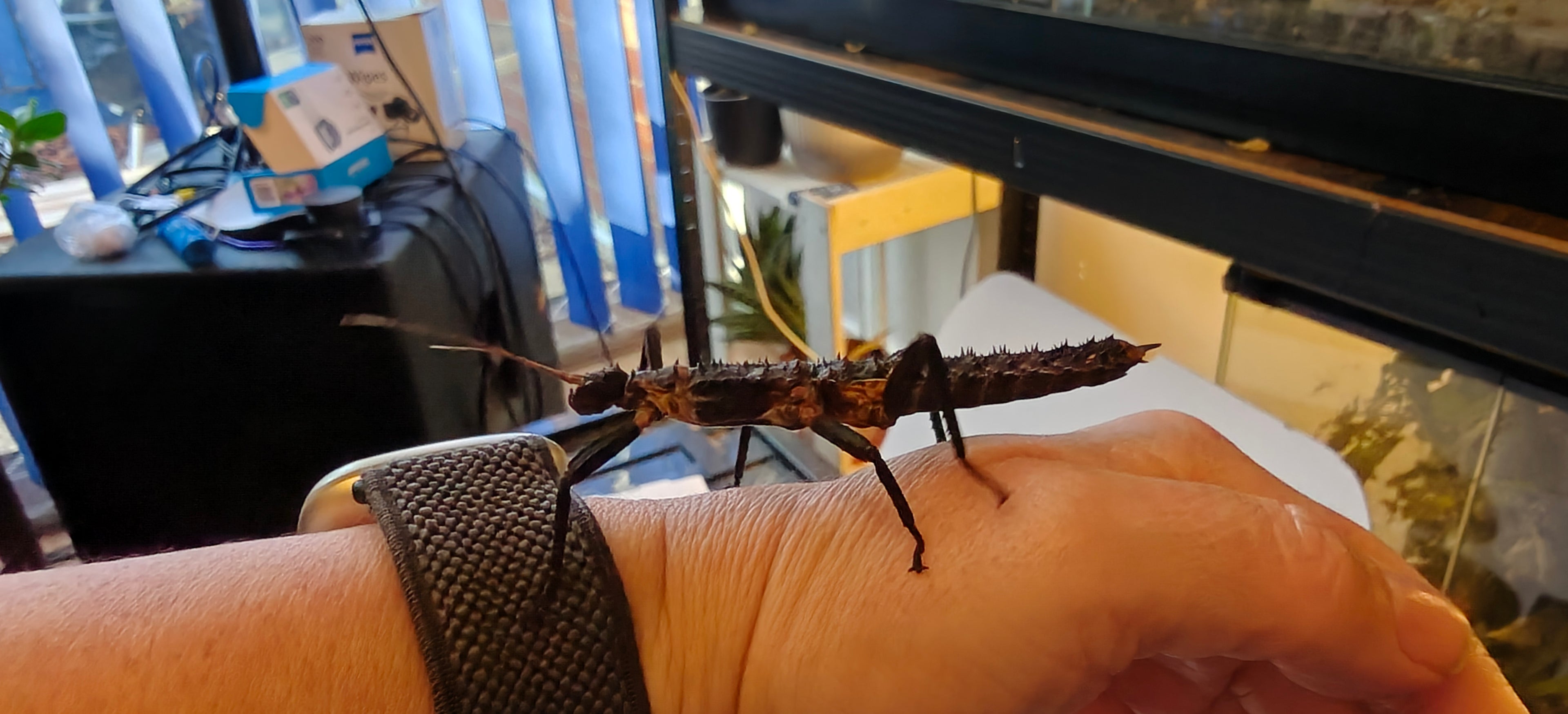 Pair slightly older thorny devil stick insects & free babies (Eurycantha Horrida popondetta)