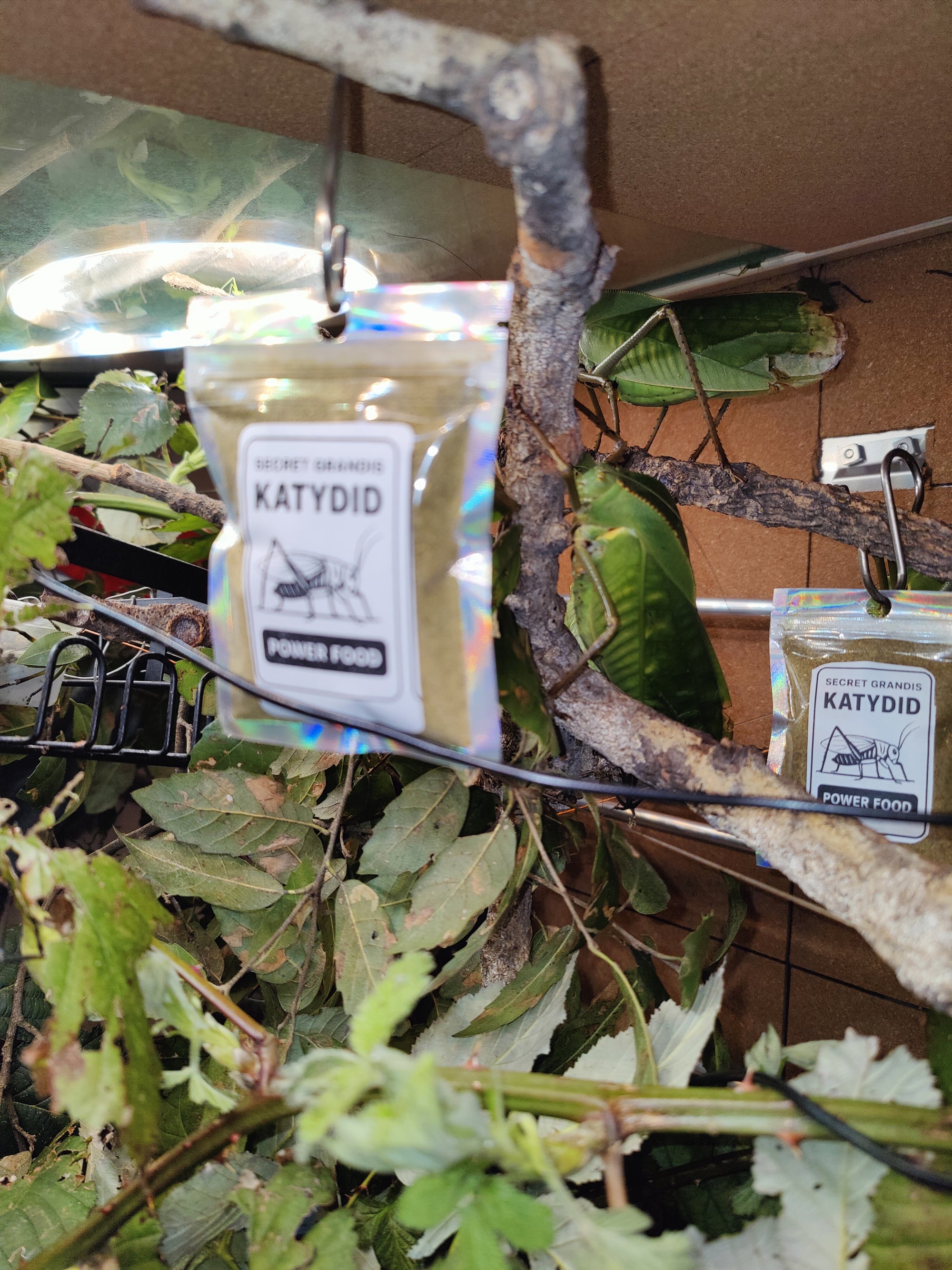 Secret Grandis Katydid Power Food 75 grams