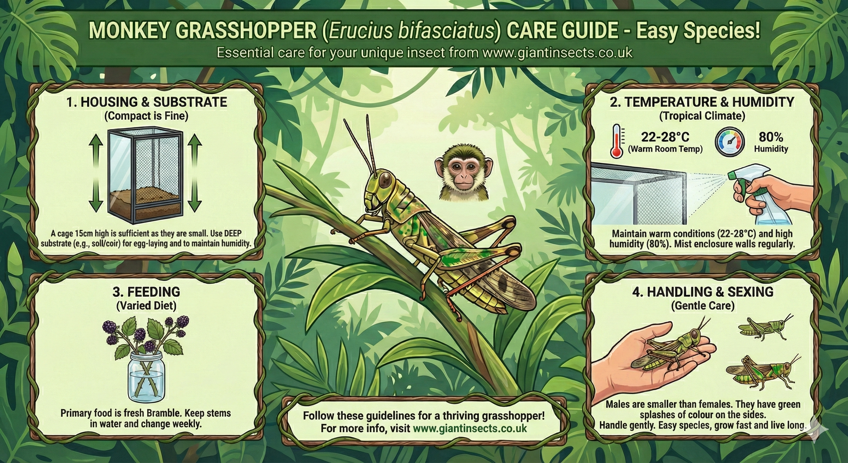 Monkey GrassHopper box of 4 babies - Green Streak (Erucius bifasciatus)