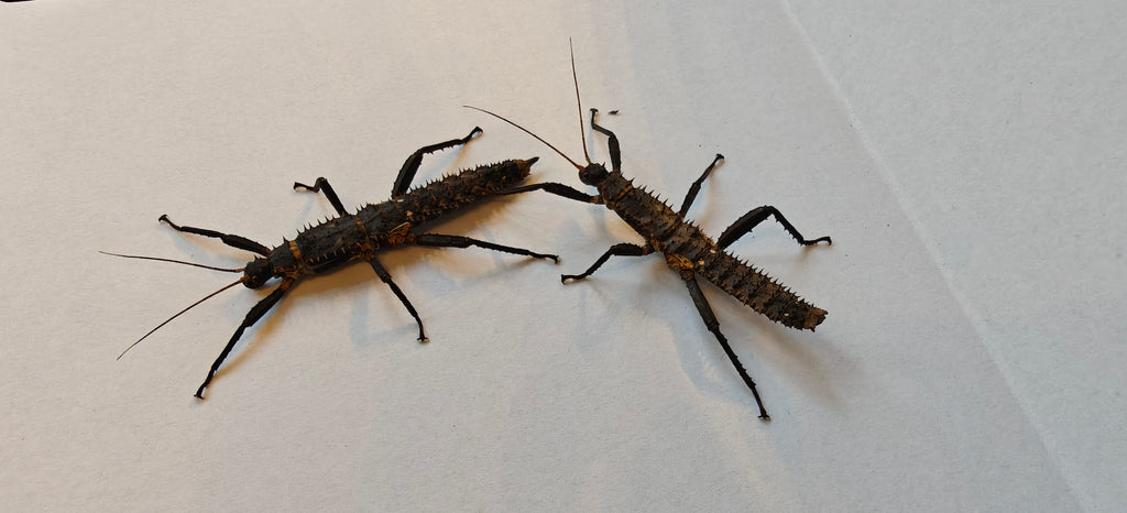 Pair slightly older thorny devil stick insects & free babies (Eurycantha Horrida popondetta)