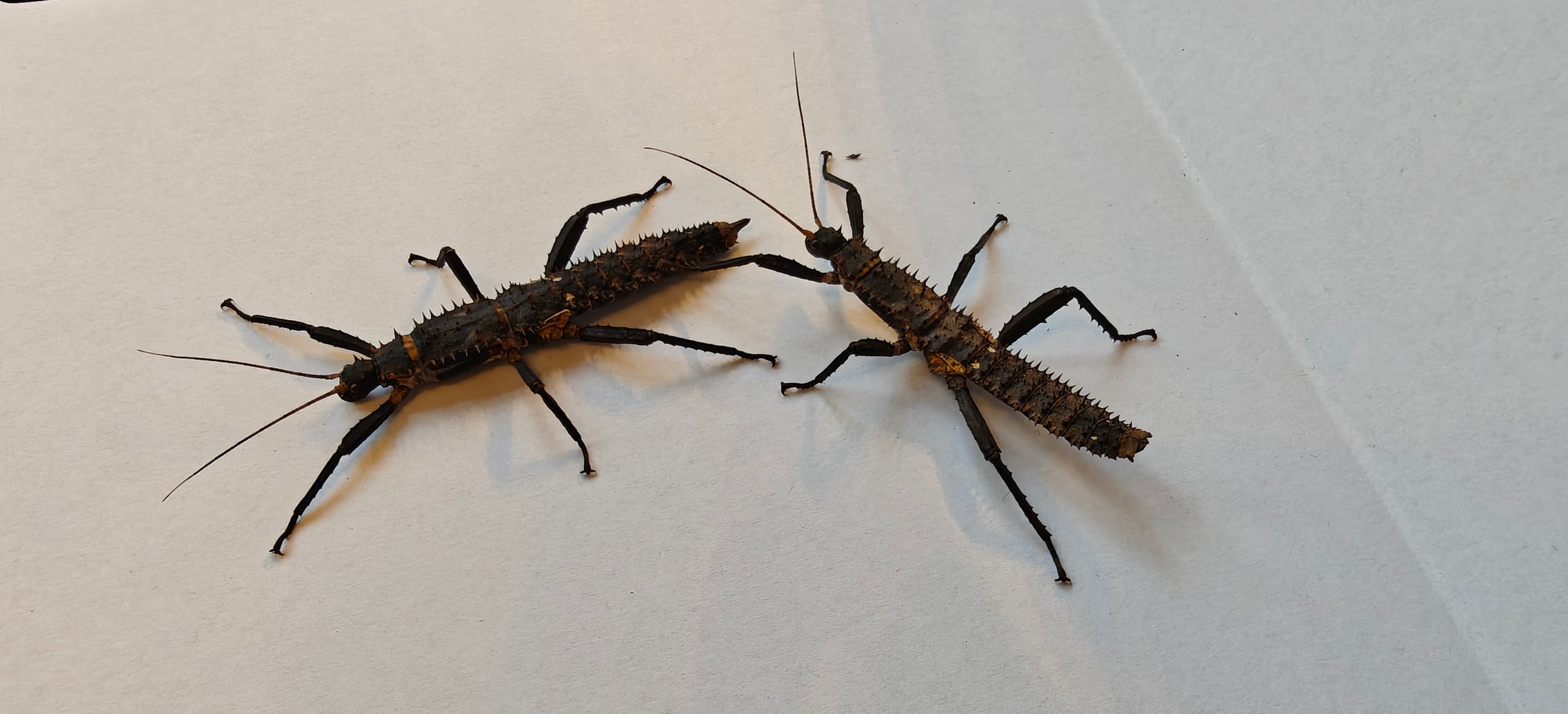 Pair slightly older thorny devil stick insects & free babies (Eurycantha Horrida popondetta)