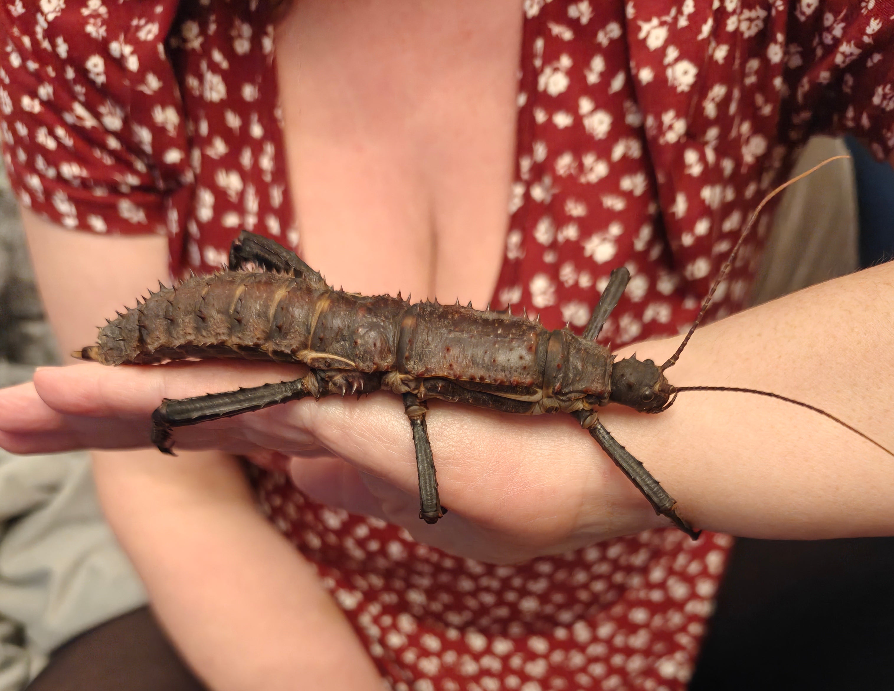 6 Spiny Devil Giant stick insects (Eurycantha Horrida popondetta) 6 hatchlings