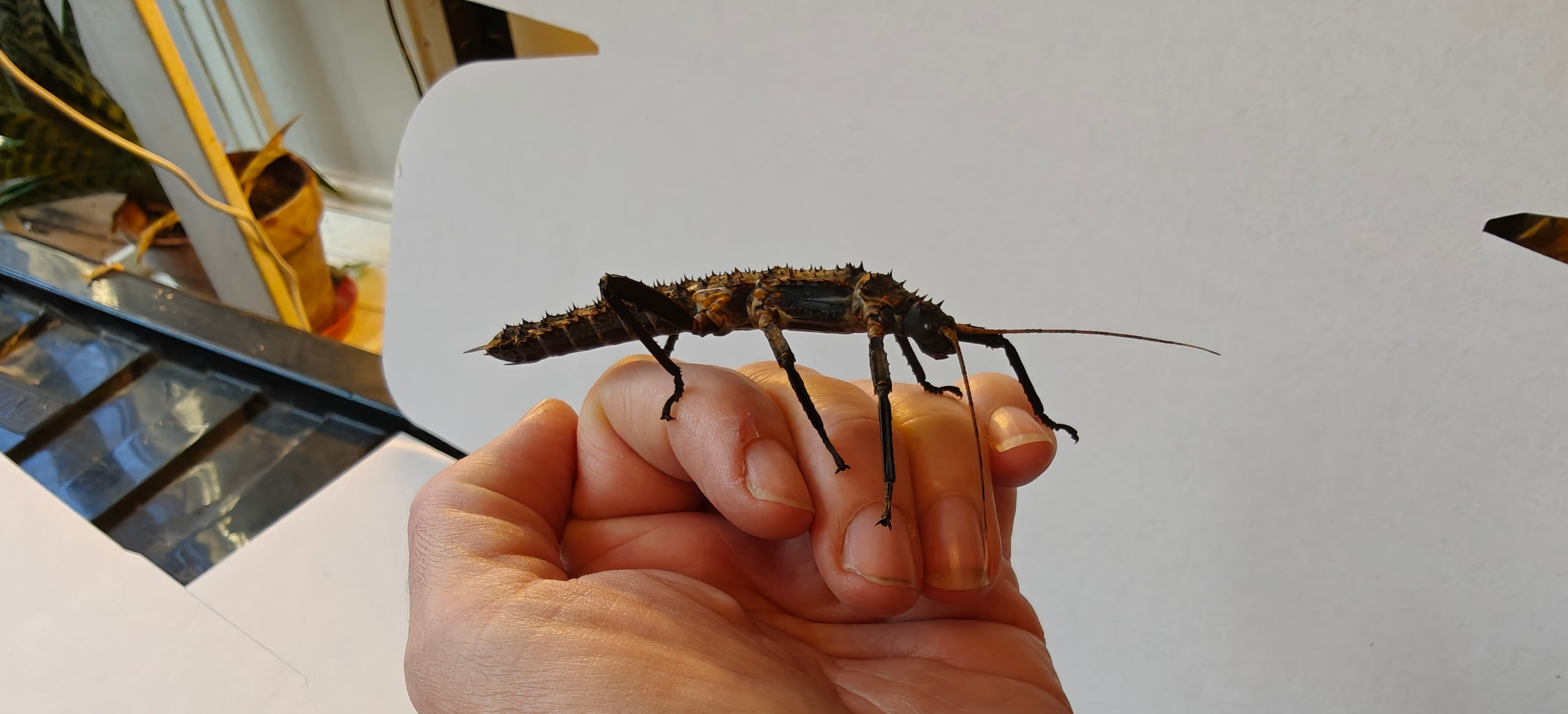 Pair slightly older thorny devil stick insects & free babies (Eurycantha Horrida popondetta)